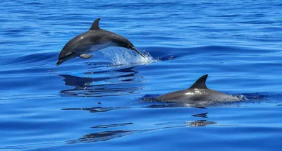 Черноморские дельфины фото фото