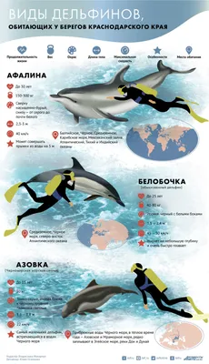 Крымские ученые бьют тревогу: черноморские дельфины почти вымерли | Вестник  Кавказа