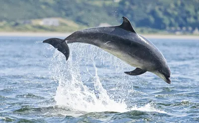 В Сочи стартовала экспедиция по изучению дельфинов - Новости Сочи  Sochinews.io