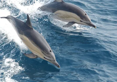 Черноморские дельфины и их привычки | Домашний турист | Дзен