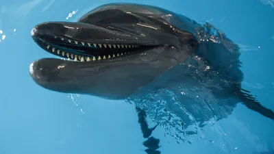 Как страдают дельфины в дельфинариях, что им угрожает в дельфинариях России  и как государство, бизнес и обычные люди могут помочь дельфинам — Нож