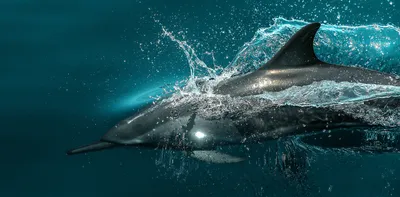 Ученые по фото расследовали гибель дельфинов в Гагре и Сухуме - 14.05.2016,  Sputnik Абхазия
