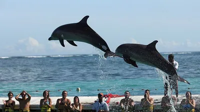 А дельфины добрые? Можно ли кормить и гладить морских братьев по разуму |  ОБЩЕСТВО | АиФ Краснодар