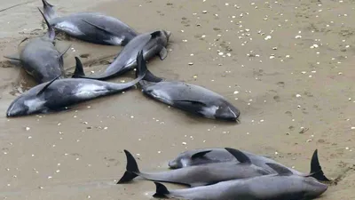 Может напасть и убить»: как боевые дельфины защищают Черноморский флот –  Институт cтран СНГ