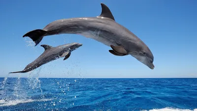 Туш становилось все больше» В Черном море массово гибнут дельфины. Как две  москвички нашли способ спасти их?: Люди: Моя страна: Lenta.ru
