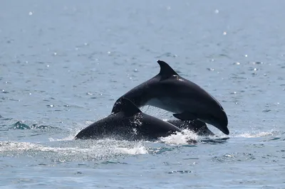 Черноморские дельфины на грани исчезновения: как спасти краснокнижных  животных