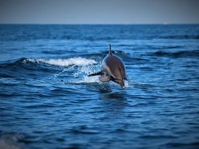 Дельфины на Кубани стали чаще гибнуть от интоксикации из-за загрязнений  Черного моря - Рамблер/новости