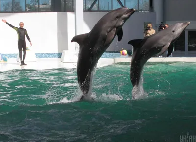 Жертвами войны в Украине становятся черноморские дельфины | Euronews