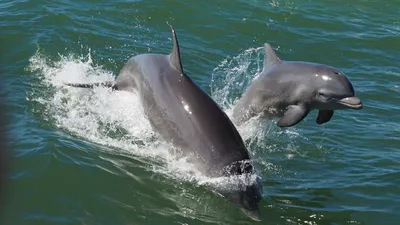 О нас - Большой Сочинский Дельфинарий