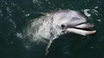 Черноморские дельфины помогут решить экологические проблемы - KP.RU
