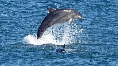 В Черном море погибают морские жители: узнали почему