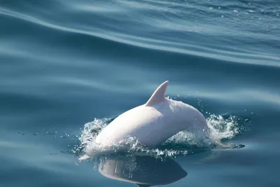 Редкий дельфин-альбинос повстречался ученым в Черном море - Юг и Северный  Кавказ || Интерфакс Россия