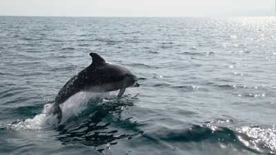 Русские боевые дельфины против украинского спецназа