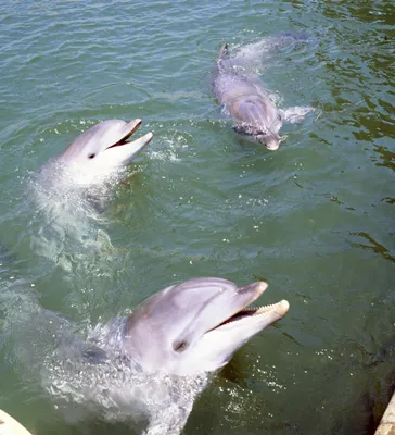Черноморский дельфин – возросшие риски | Рабкор.ру