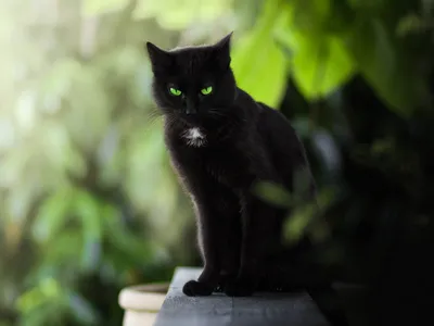 Черные кошки с зелеными глазами фото фото