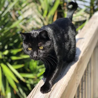 Черных котов с зелеными глазами - картинки и фото koshka.top