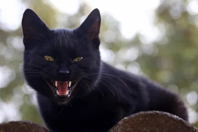 портрет черной кошки с зелеными глазами Стоковое Фото - изображение  насчитывающей мило, конец: 217413032