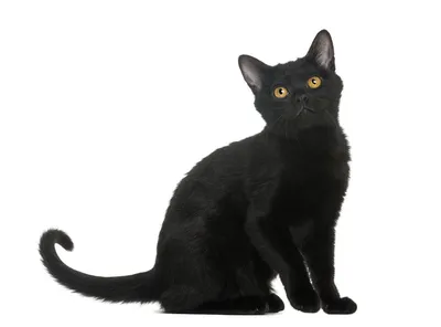 Крупный план черной кошки с зелеными глазами, созданной с использованием  генеративной технологии искусственного интеллекта | Премиум Фото