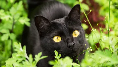 картинки : животное, Кот, Млекопитающее, черная кошка, Черный, нос,  Бакенбарды, Позвоночный, Чудо, Бомбей, Кошачья морда, Портрет кошки, глаз  кошки, зеленые глаза, Европейская короткошерстная, От маленьких до средних  кошек, Кошка как млекопитающее ...