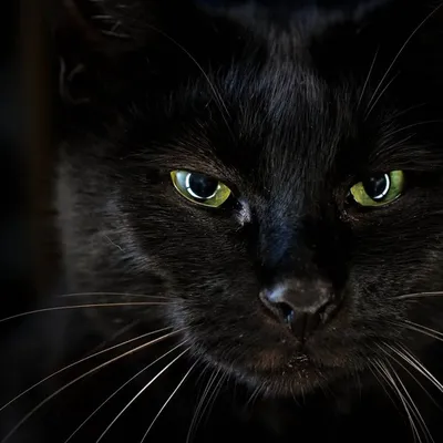 Черный котенок с зелеными глазами - 91 фото
