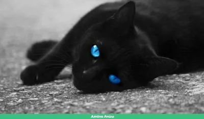 Черный кот с зелеными глазами и бабочкой на хвосте | Премиум Фото