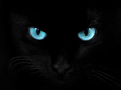 Найден кот, черный окрас, глаза зеленые, аллея Спасателей, Москва |  Pet911.ru