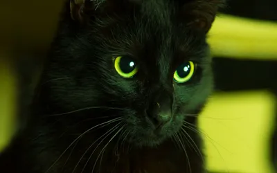 Черных кошек с зелеными глазами - картинки и фото koshka.top