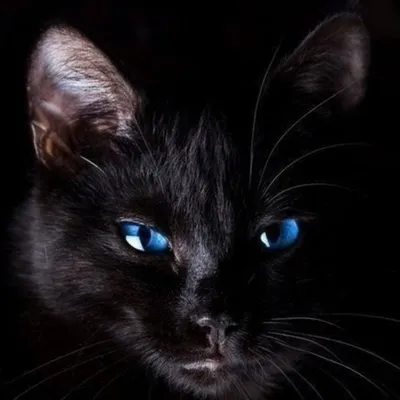Создать мем \"кот, черный кот с зелеными глазами фото беззубик черный, кошки\"  - Картинки - Meme-arsenal.com