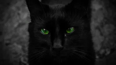 Черный кот с голубыми глазами - 58 фото