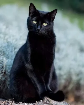 Черная кошка на зеленом фоне (148 фото) » ФОНОВАЯ ГАЛЕРЕЯ КАТЕРИНЫ АСКВИТ