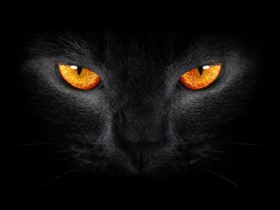 Картинка черная кошка с зелеными глазами - 79 фото
