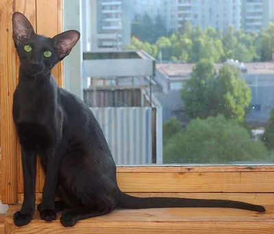 День чёрной кошки :: Андрей Заломленков – Социальная сеть ФотоКто