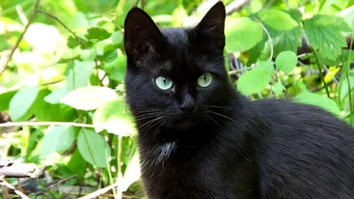 Морда черной кошки в профиль с зелеными глазами Extreme Close Up, Стоковое  видео - Envato Elements