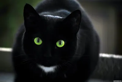 Чёрная кошка с зелёными глазами — Картинки и авы