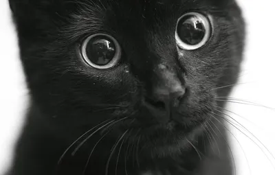 Фото черного кота с желтыми глазами (208 фото) - фото - картинки и рисунки:  скачать бесплатно
