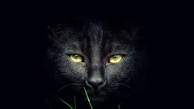 Глаза черной кошки - 70 фото
