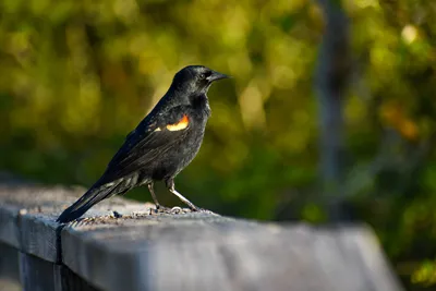 Серо черные птицы (32 фото) - красивые фото и картинки pofoto.club