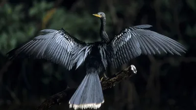 Черная птица с желтыми щеками - 72 фото