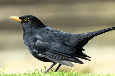 Черные птицы слетают с Луны, черные птицы - кошмарные сны. | Пикабу