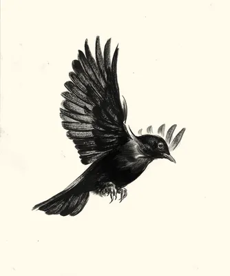 Черные птицы виды - картинки и фото poknok.art