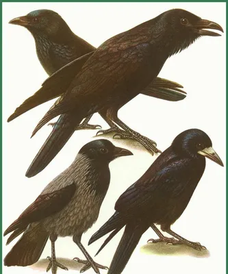 Черные птицы фото фото