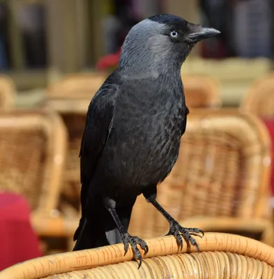 Чёрные птицы чёрной весны» — создано в Шедевруме