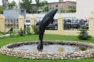 Черный дельфин