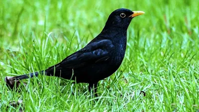 Чёрный дрозд (Turdus merula). Птицы Сибири.