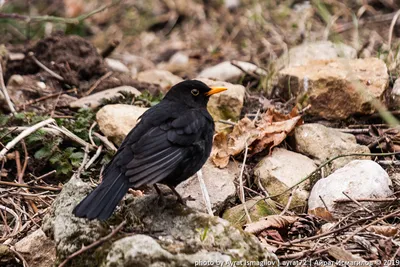 Черная небольшая птица с оранжевым клювом - 66 фото