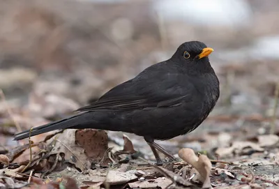 Чёрный дрозд (Turdus merula). Птицы Европейской России.