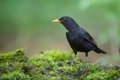 Черный дрозд, Turdus merula merula, Blackbird | Москва, ГБС | Oleg  Nabrovenkov | Flickr