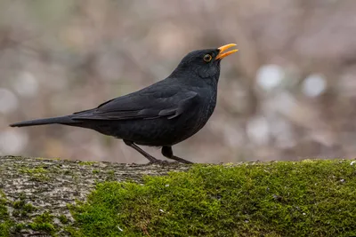 Чёрный дрозд - eBird