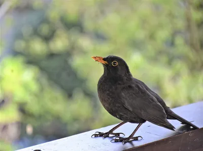 Черный дрозд. | Blackbird - Turbus merula - Черный дрозд. | Tamara Sardiko  | Flickr