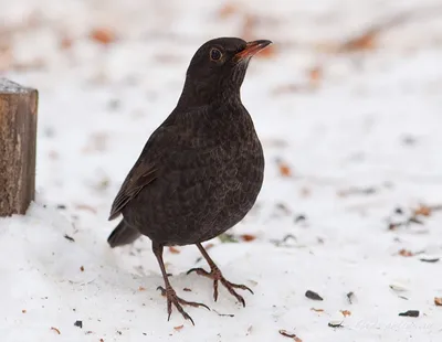 Голоса птиц - Чёрный дрозд (лат. Turdus merula) - YouTube